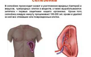 Причины развития кист селезенки у детей и взрослых