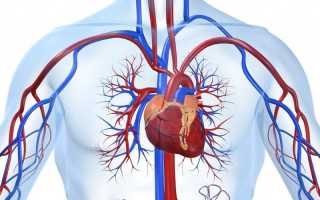 Анатомо-физиологические особенности сердечно-сосудистой системы человека