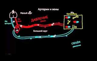 Артерия или вена — в чем разница?
