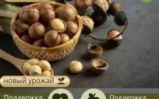 Макадамия — Незаменимый источник здоровья и энергии