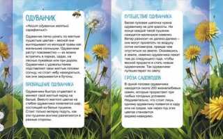 Все, что нужно знать об одиванчике