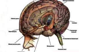 Лимбическая система мозга: строение и функции