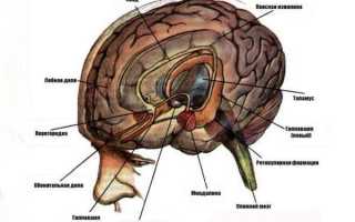 Лимбическая система мозга: строение и функции