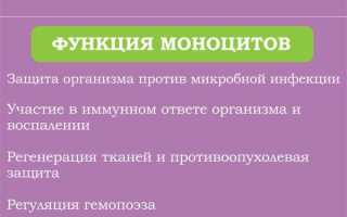 Повышение уровня моноцитов в крови — основные способы