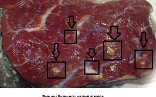 Опасность бычьего цепня в мясе — что нужно знать