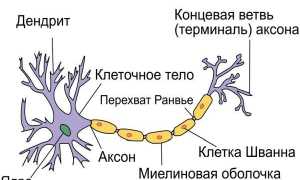 Что такое дендрит