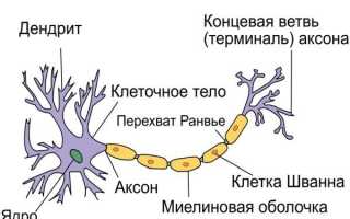 Что такое дендрит