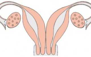 Беременность и две матки