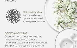 Исландский мох — применение и польза