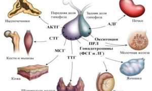 Гормоны гипофиза и их функции