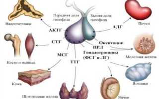 Гормоны гипофиза и их функции