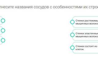 Стенки растяжимы — мало мышечных волокон