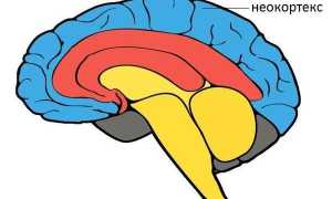 Неокортекс – новая кора головного мозга