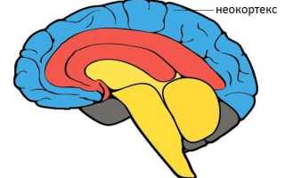 Неокортекс – новая кора головного мозга