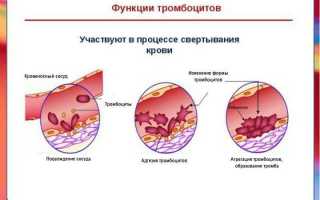 За что отвечают тромбоциты в организме человека