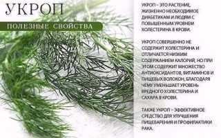 Лечебные свойства проскурника — польза для здоровья