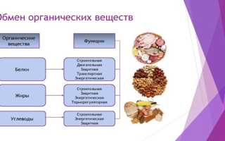 Энергетическая роль в организме — основные источники
