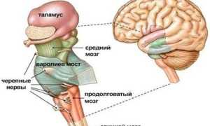 Стволовая часть головного мозга